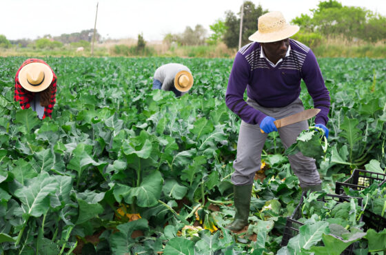 Chief Imam of Ogbomosho land, Dr Yinus Ayilara urges Nigerians to go back into farming in order to tackle the economic hardship and food insecurity